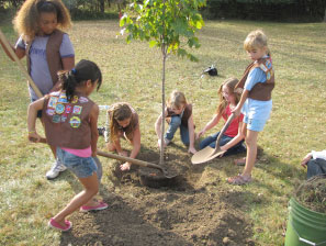 Brownie troop plant a tree in Lisle, IL